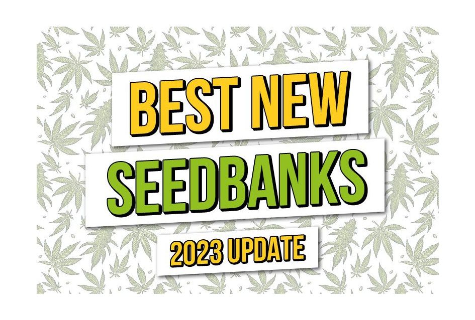 Le migliori nuove banche del seme 2023