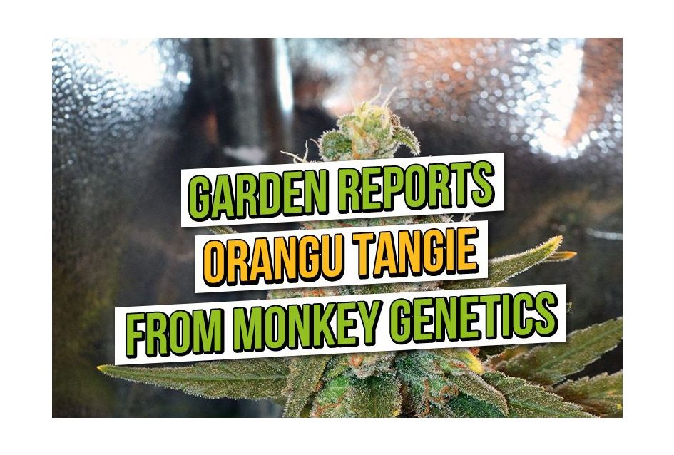 Garden Reports: Orangu Tangie