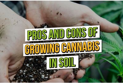 Cannabis kweken in aarde: voor- en nadelen