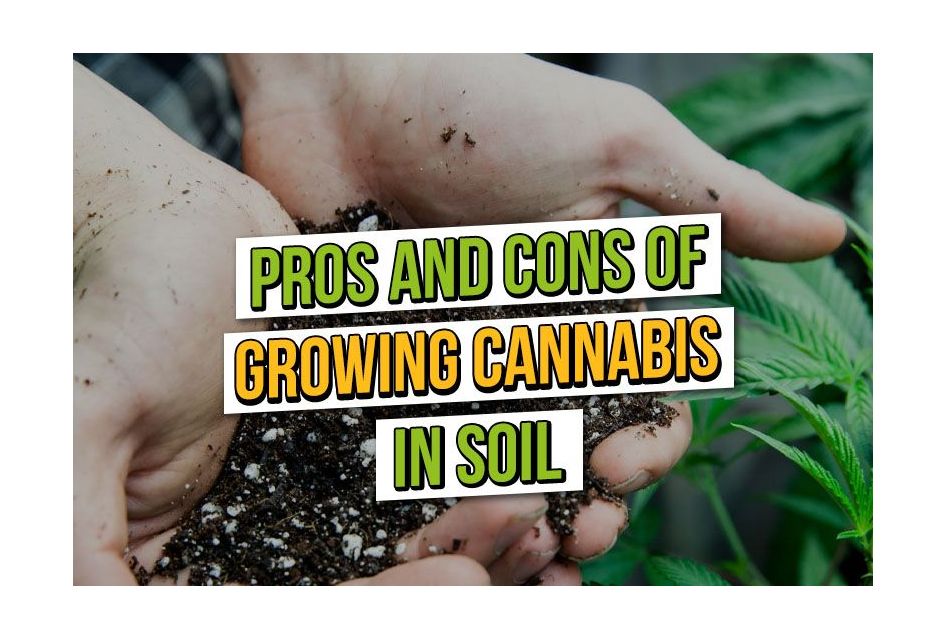 Pros and Cons of Growing Cannabis in Soil