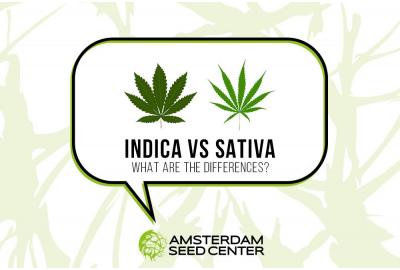 Indica vs Sativa: What are the differences?