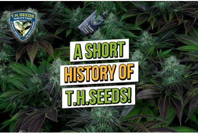 A Short History of T.H.Seeds and Their 3 Best-Selling Cannabis Seeds