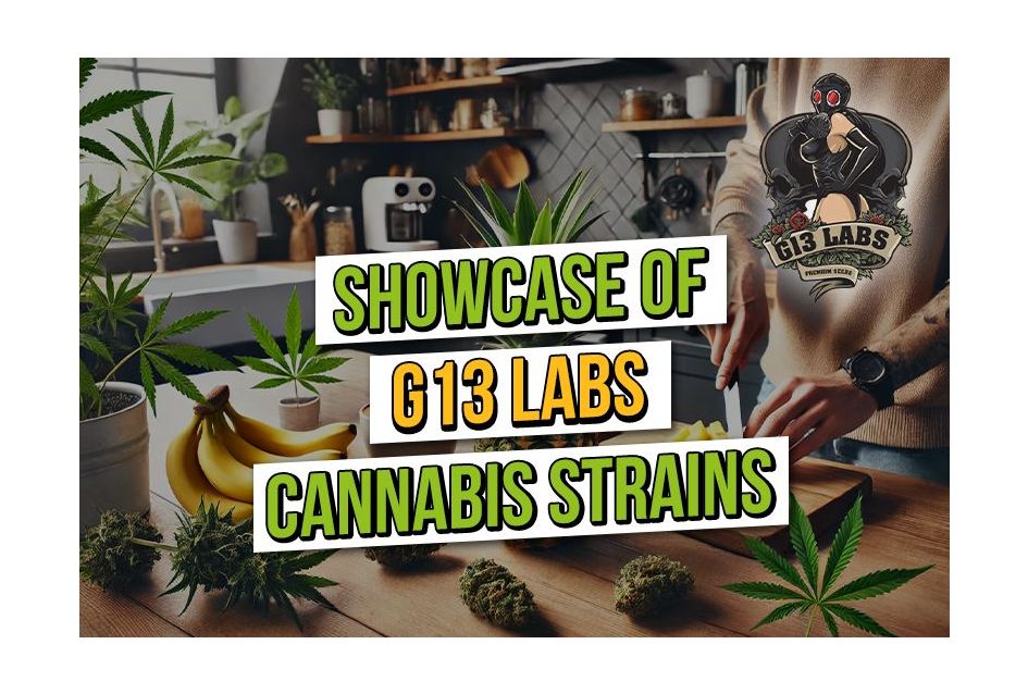 G13 Labs Cannabis Strains Showcase