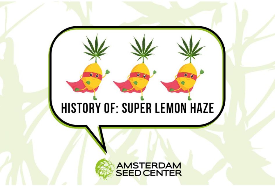 A Short History of Super Lemon Haze and our top 5 Lemon strains