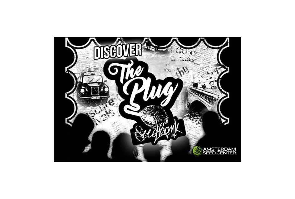 Ontdek The Plug Amsterdam en zijn top drie best verkochte wietzaden
