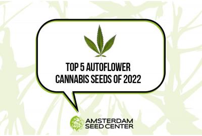 Top vijf best verkochte autoflowering cannabiszaden 2022