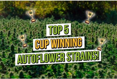 Top 5 Cannabis Cup-winnende autoflowers