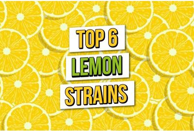 Top 6 Lemon Cannabis Zaden