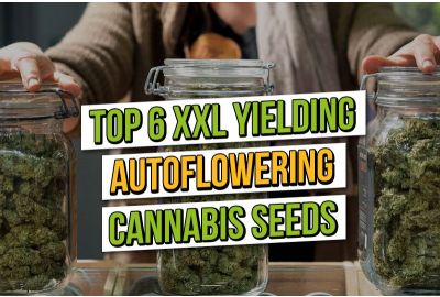 Top 6 XXL Yielding Autoflowers