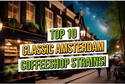 Die zehn besten klassischen Amsterdam Coffee Shop-Sorten von ASC