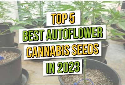 Top 5 des meilleures graines de cannabis à floraison automatique 2023