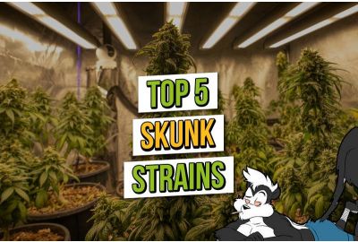 Top 5 des variétés de cannabis Skunk
