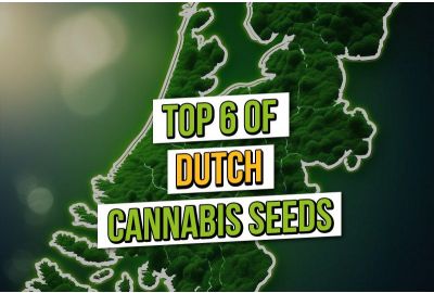 Top 6 des graines de cannabis Pays Bas