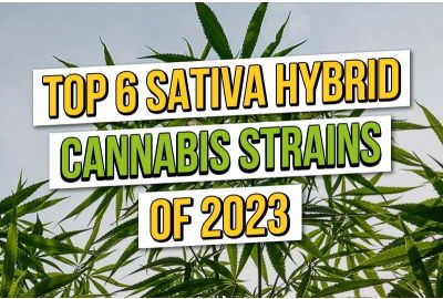 Top 6 Beste Sativa Hybride Wietzaden 2023
