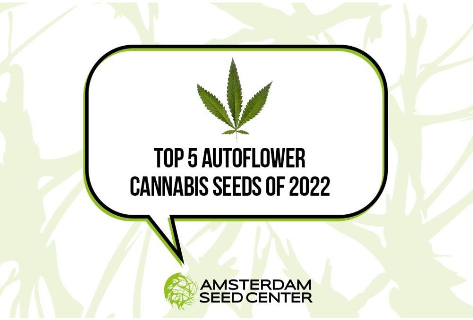 Top 5 des graines de cannabis à floraison automatique les plus vendues en 2022