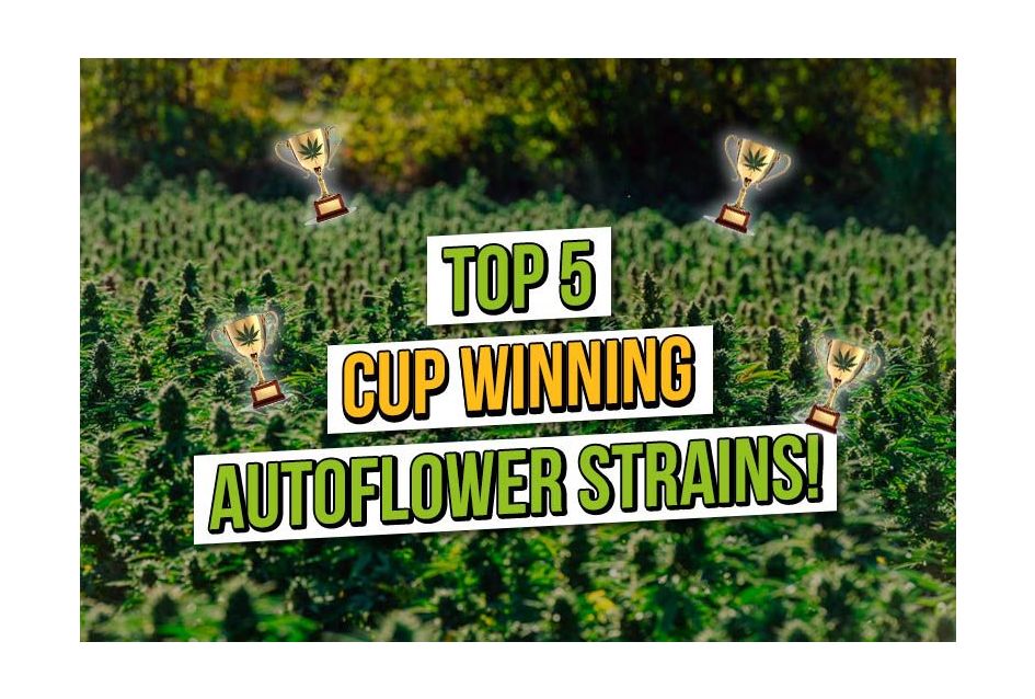 Top 5 Cannabis Cup Winning Autoflowers
