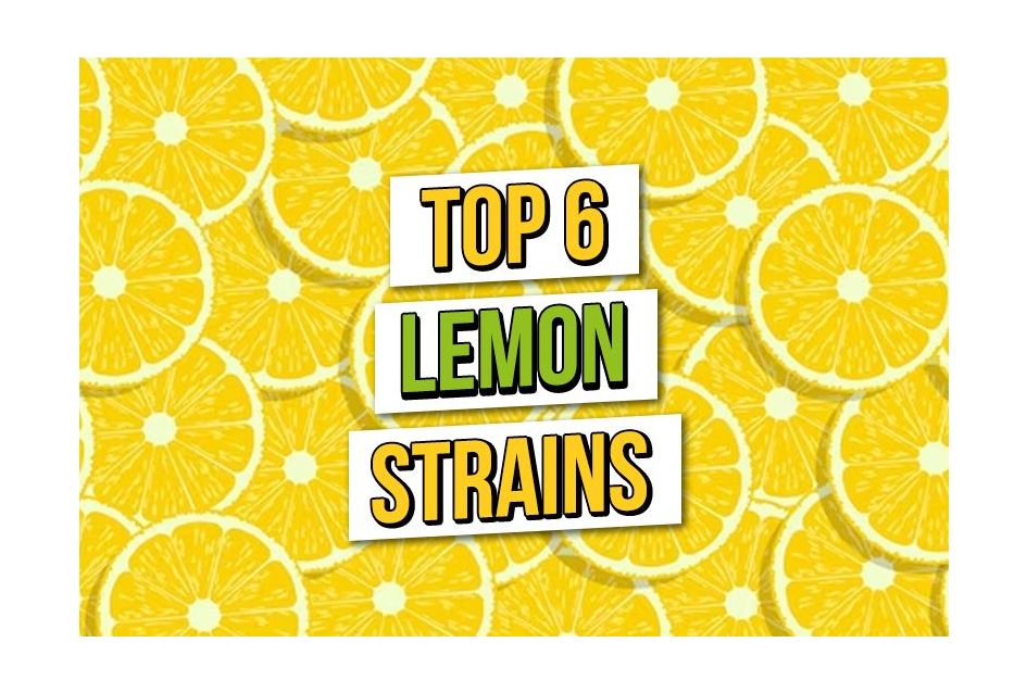 Die 6 besten Lemon-Hanfsamen