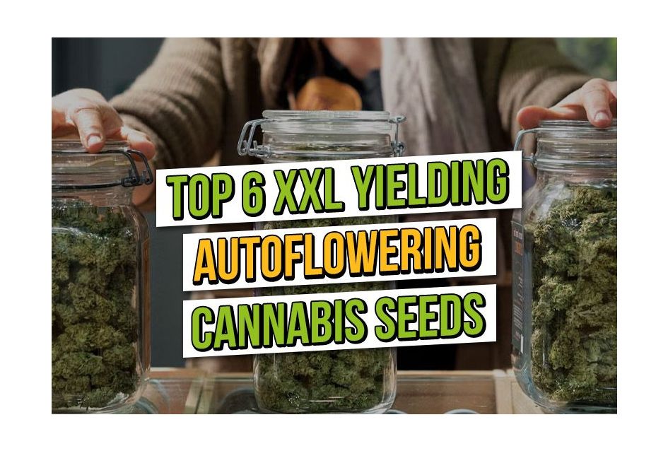 Die 6 ertragreichsten Autoflower-Sorten mit XXL-Ertrag