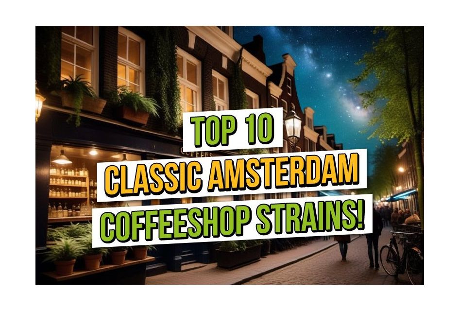 ASC's Top Ten Classic Amsterdam Coffee Shop Strains