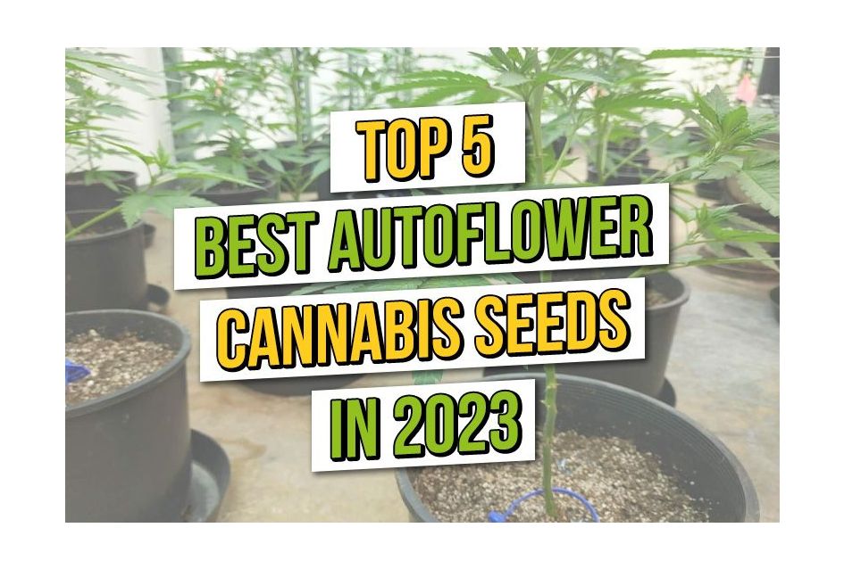 Top 5 Beste Autoflower Wietzaden 2023