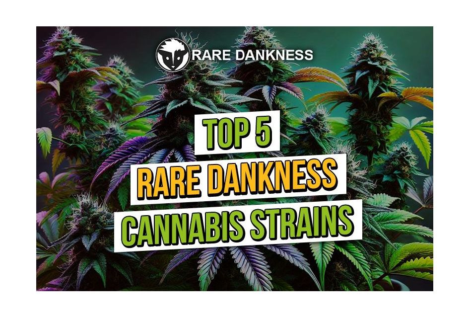 Top 5 Rare Dankness Cannabis Seeds 