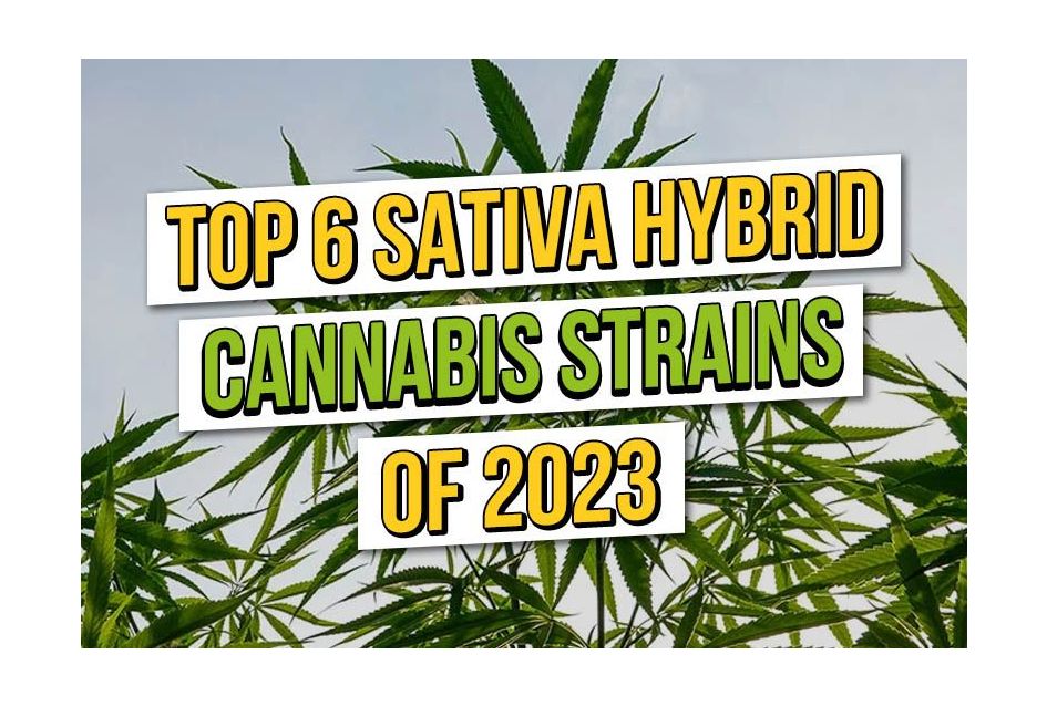 Top 6 Beste Sativa Hybride Wietzaden 2023