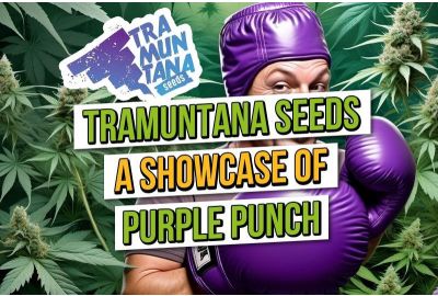 Tramuntana-Samen: Ein Purple Punch-Schaufenster