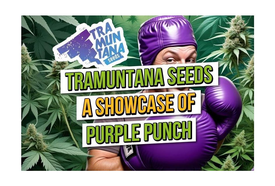 Tramuntana Seeds: Purple Punch Showcase