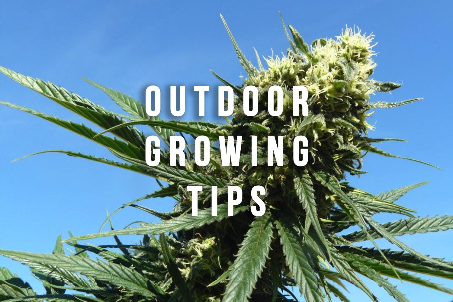 Blog Outdoor Grow Tips