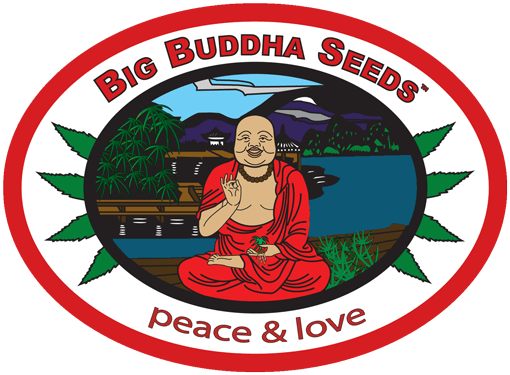 Big Buddha Seeds