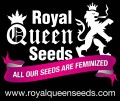 Royal Queen Seeds @ Amsterdam Seed Center