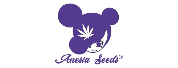 Anesia Seeds