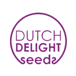 Dutch Delight Dutch Delight