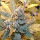 Close up shot of a Big Buddha Cheese flower