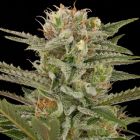 Original Amnesia