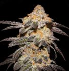 french-cookies-5pack-fem-th-seeds-amsterdam-seed-center-1