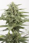 Industrial Plant Auto CBD
