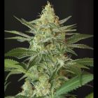 OG Kush