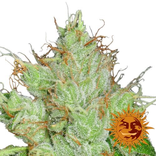 G13 Haze - 10PACK (Regular) - Barney's Farm Cannabis Seeds