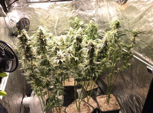 Lemon OG