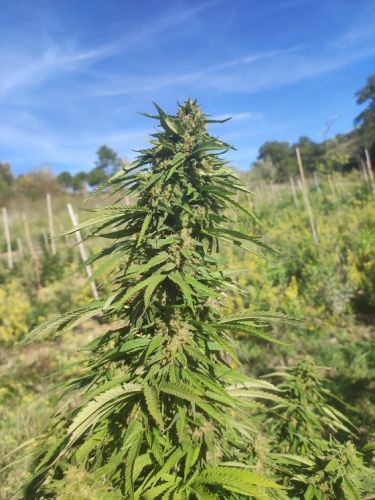 Lemon OG