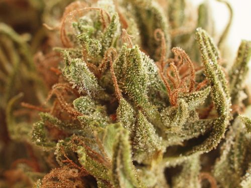 NL5 x Haze (Regular) - Mr. Nice Seedbank Cannabis Seeds