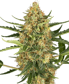 Blueberry Bubblegum Automatic