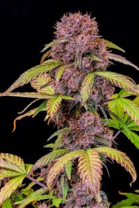 Lemon Cherry Cookies Auto - 5-pack