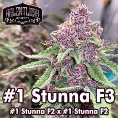 #1 Stunna F3 - 15 pack - Regular - Relentless Genetics