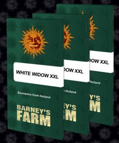 White Widow XXL - 3-pack