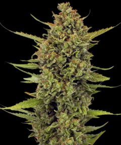 Acapulco Gold - 5 pack
