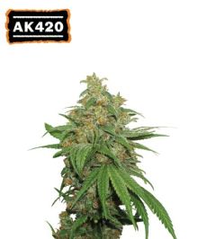 AK420 Auto - 3-pack