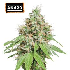 AK420 - 3-pack