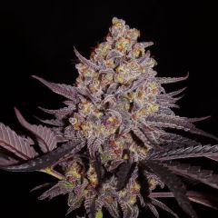 Aladdin Kush - 6-pack